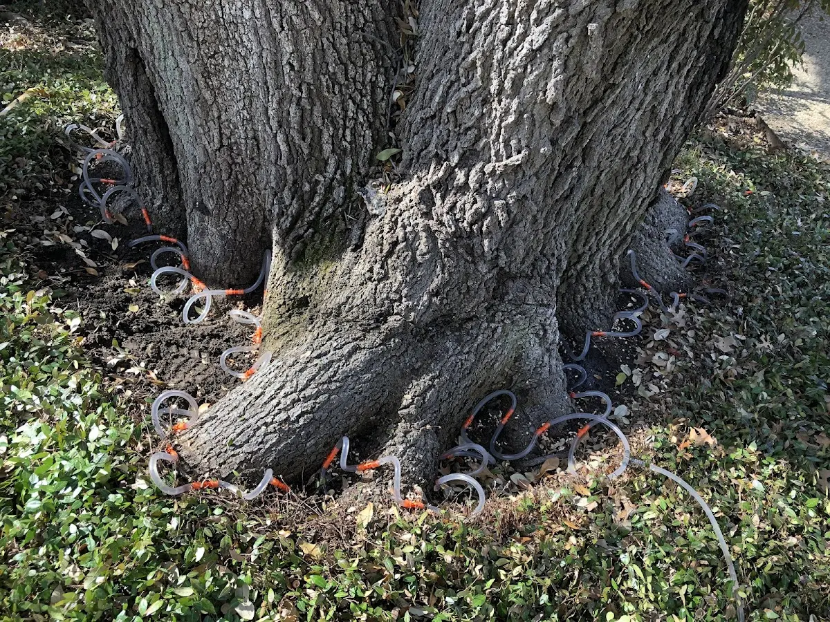 Detailed Tree Cabling and Bracing job site in Stockholm