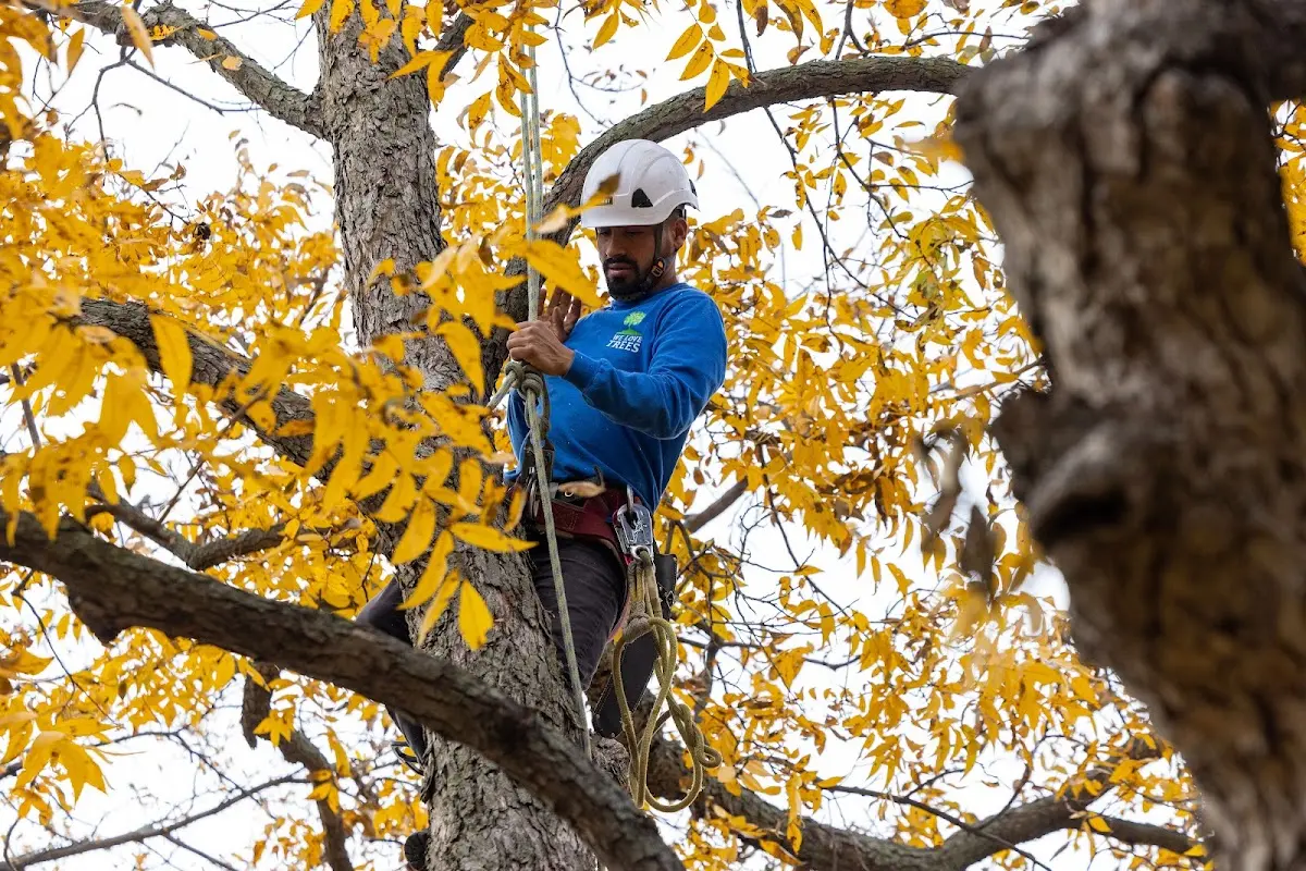 Skilled Tree Transplanting crew working in Stockholm